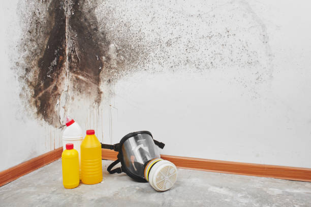 Trusted Devine, TX Mold Removal Experts