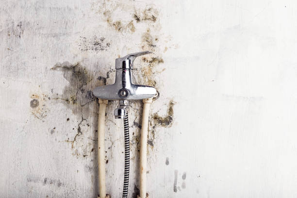 Home Mold Removal in Devine, TX
