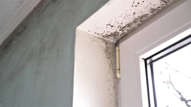 Best Emergency Mold Removal  in Devine, TX