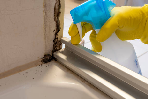 Best Mold Removal Specialists  in Devine, TX