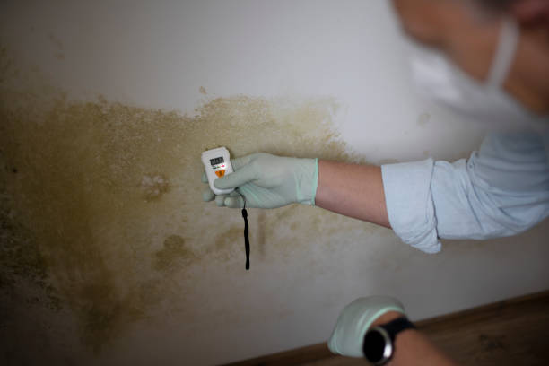 Best Toxic Mold Removal  in Devine, TX
