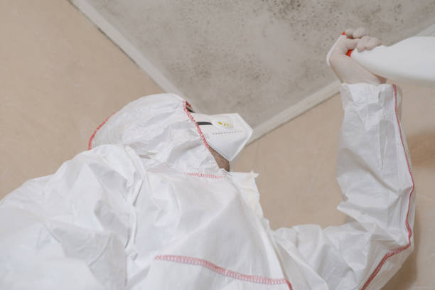 Best Mold Remediation  in Devine, TX