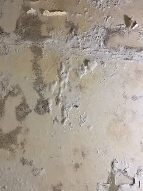 Best Office Mold Removal Services  in Devine, TX