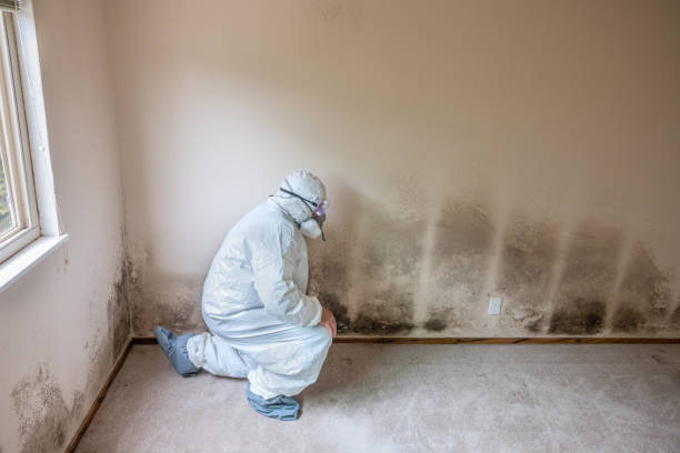 Best Local Mold Removal Service  in Devine, TX