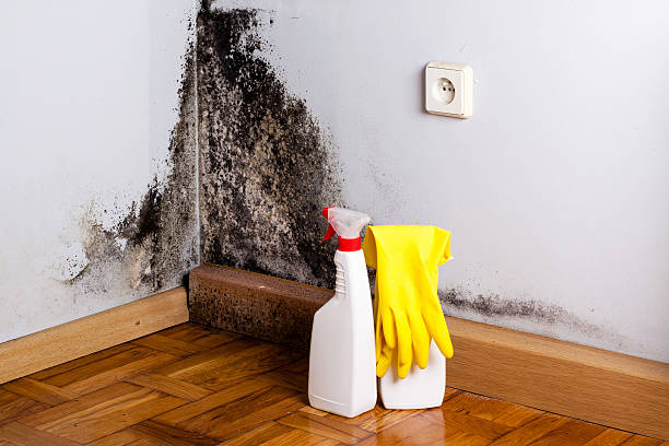 Best Black Mold Removal  in Devine, TX