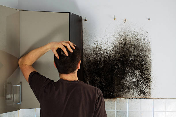 Best Mold Removal Company Near Me  in Devine, TX