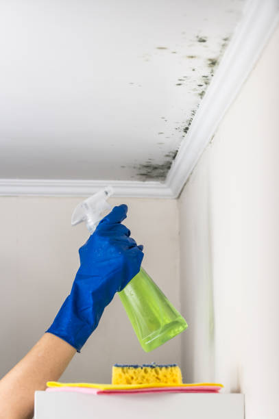 Best Commercial Mold Removal  in Devine, TX