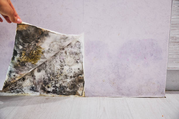 Mold Removal and Inspection in Devine, TX